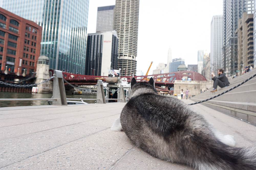 Dog overlooking the Chicago River