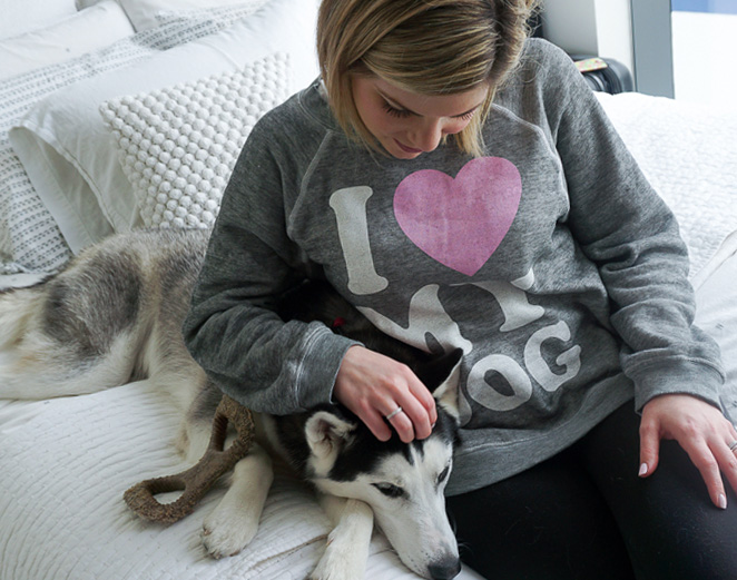 pomsky puppy