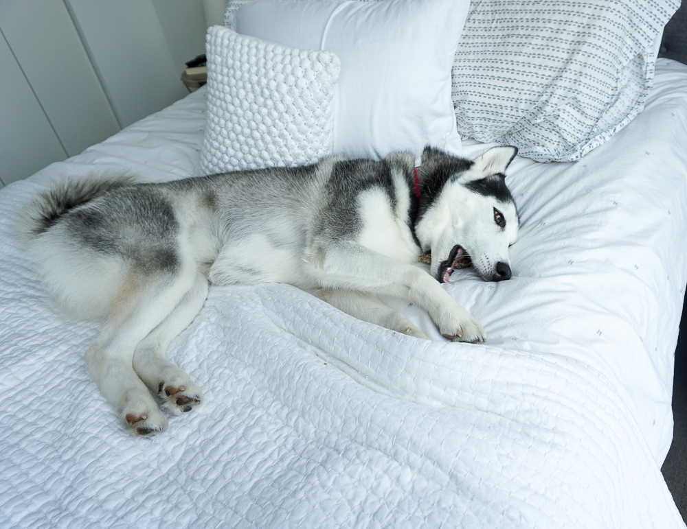 pomsky puppy