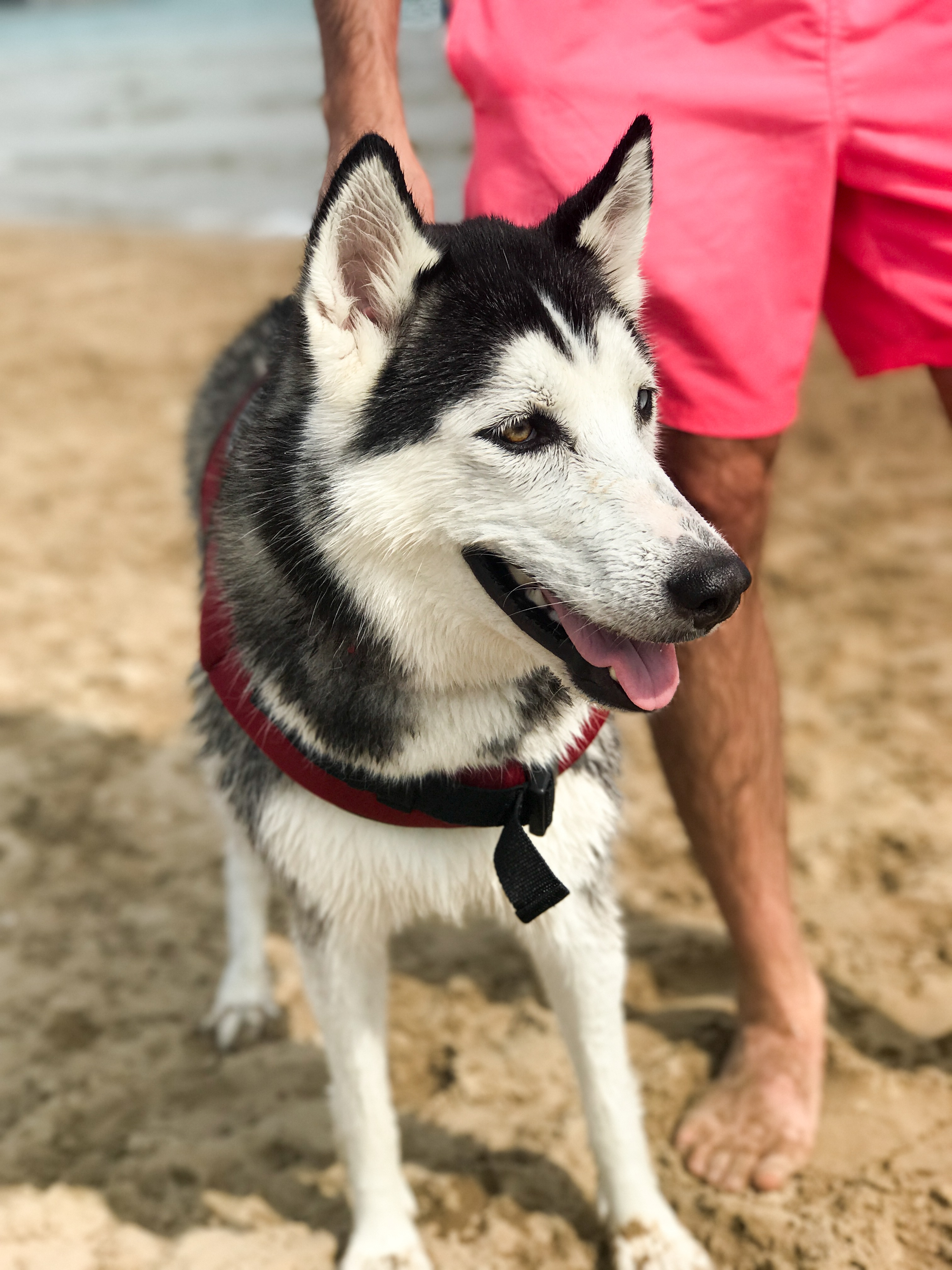 dog beach