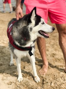 dog beach