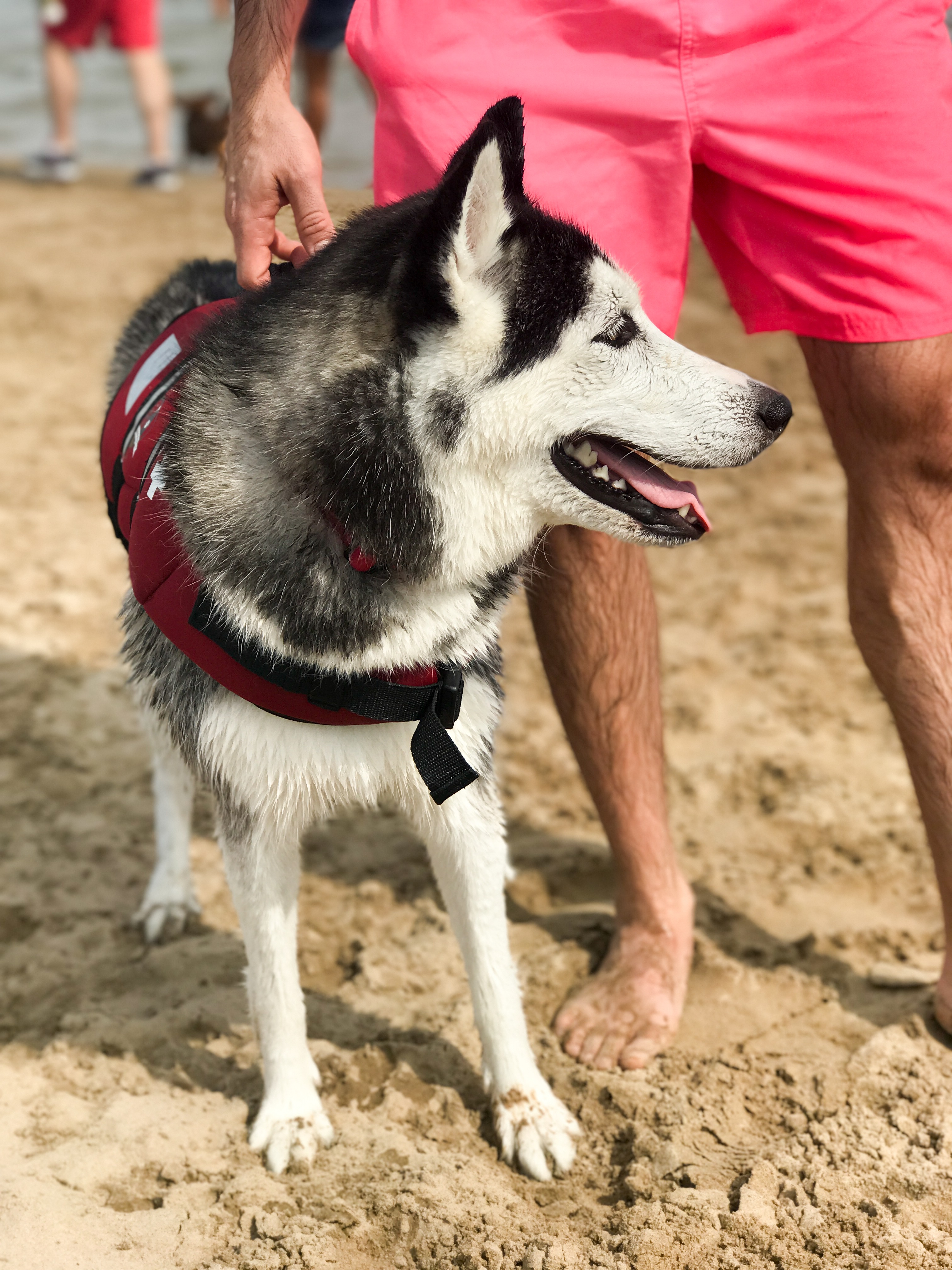 dog beach