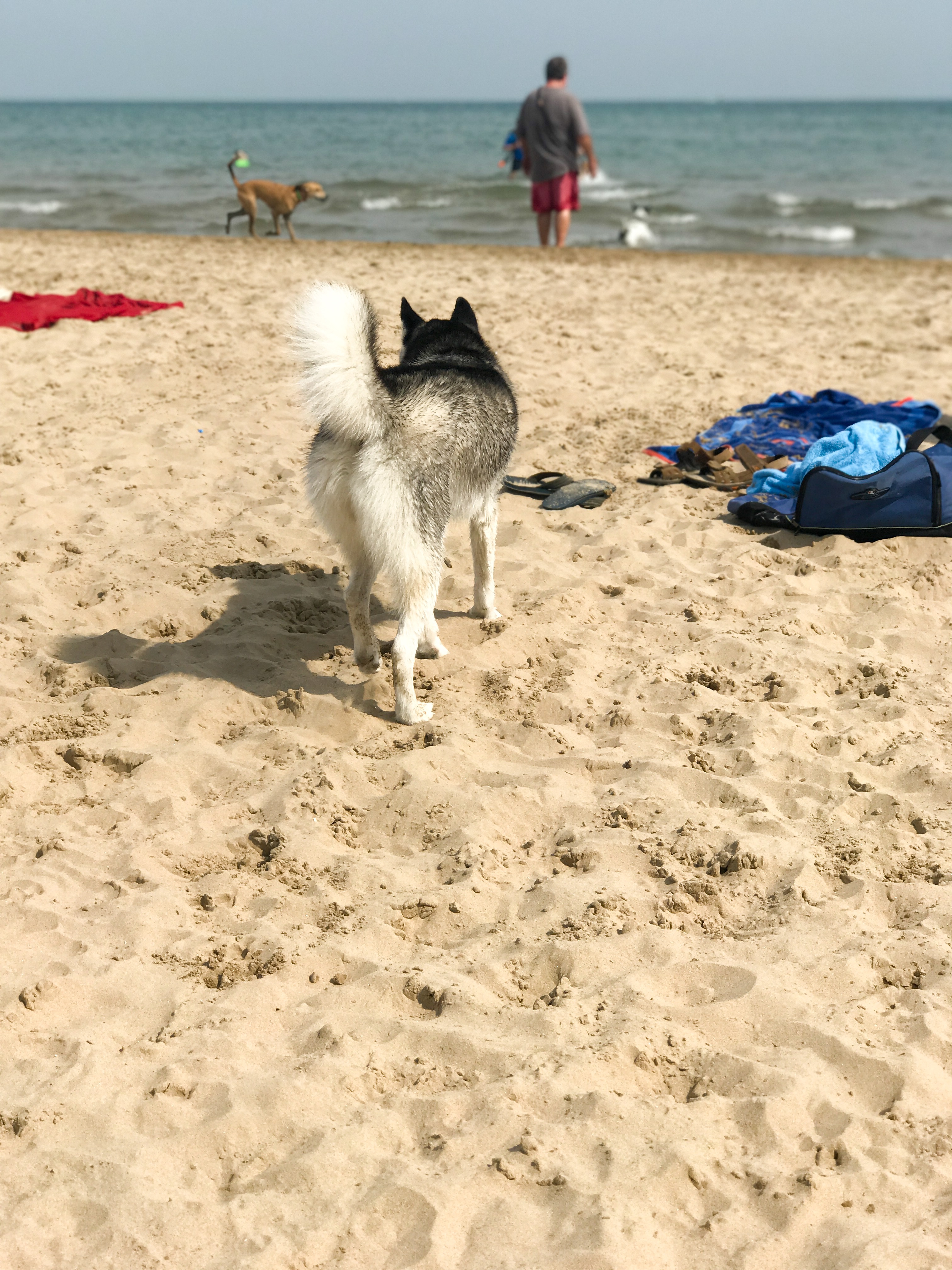 dog beach