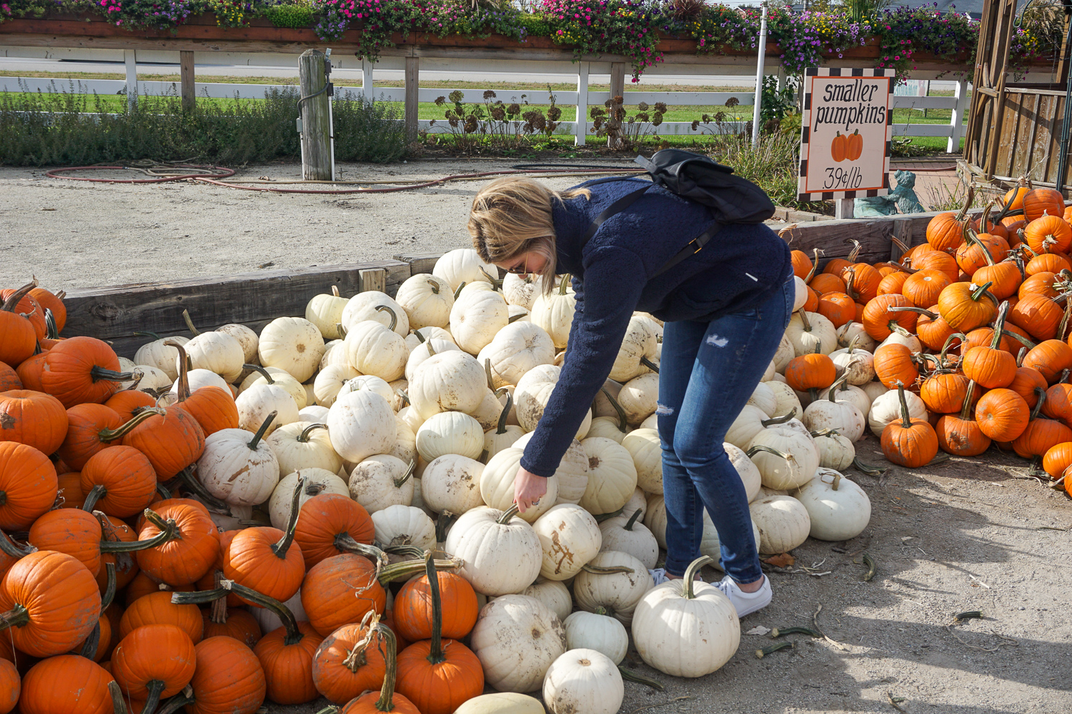 white pumpkins