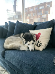 Dog on couch