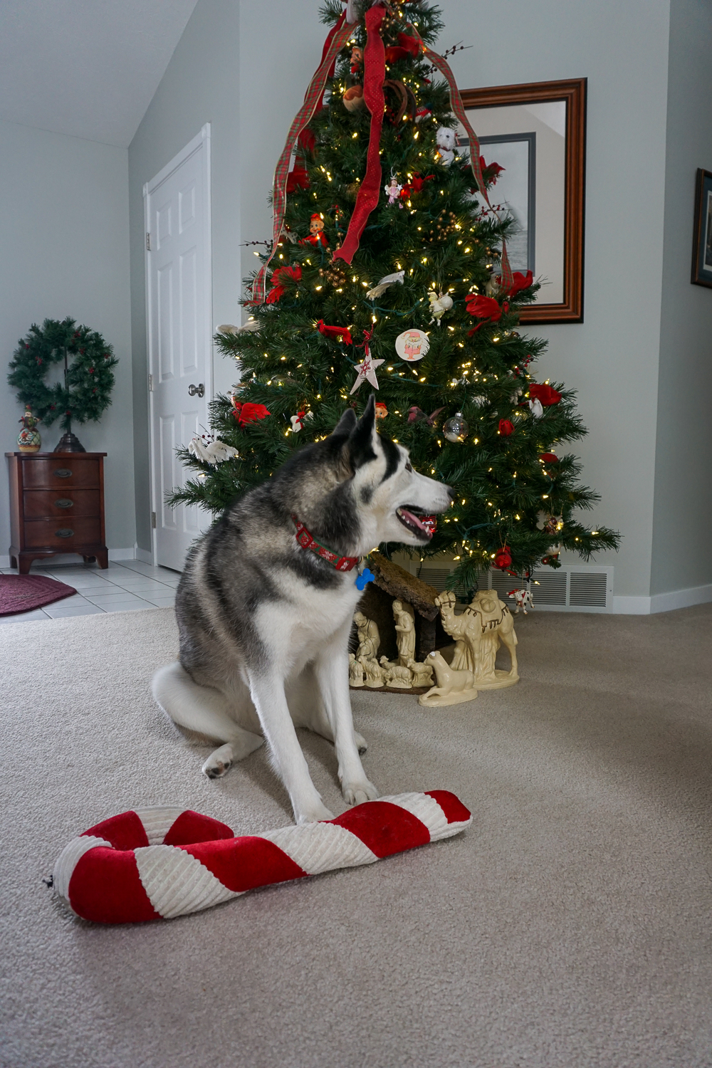 dog by the Christmas tree