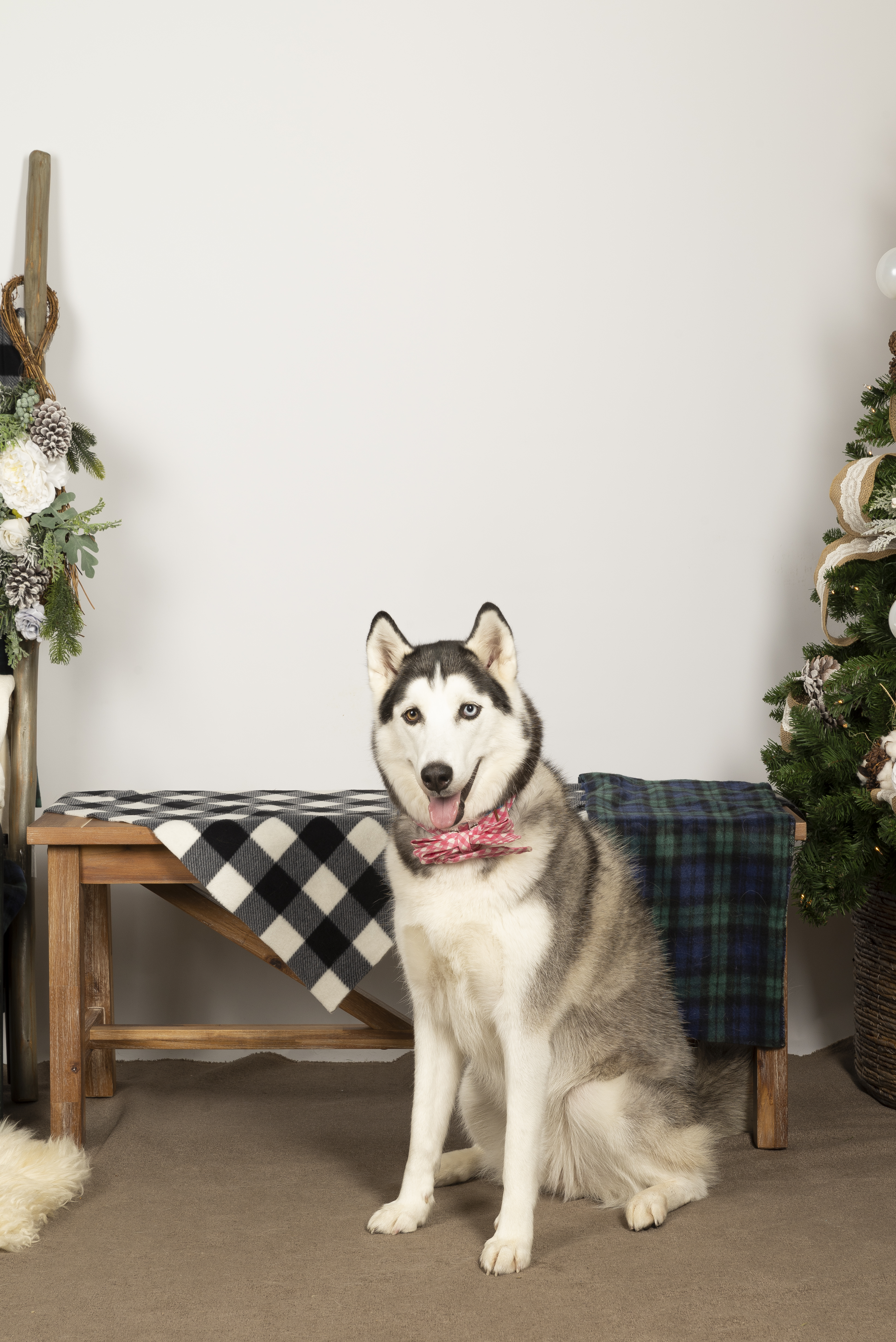 pet Christmas photo