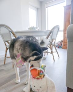 Easter basket for you dog