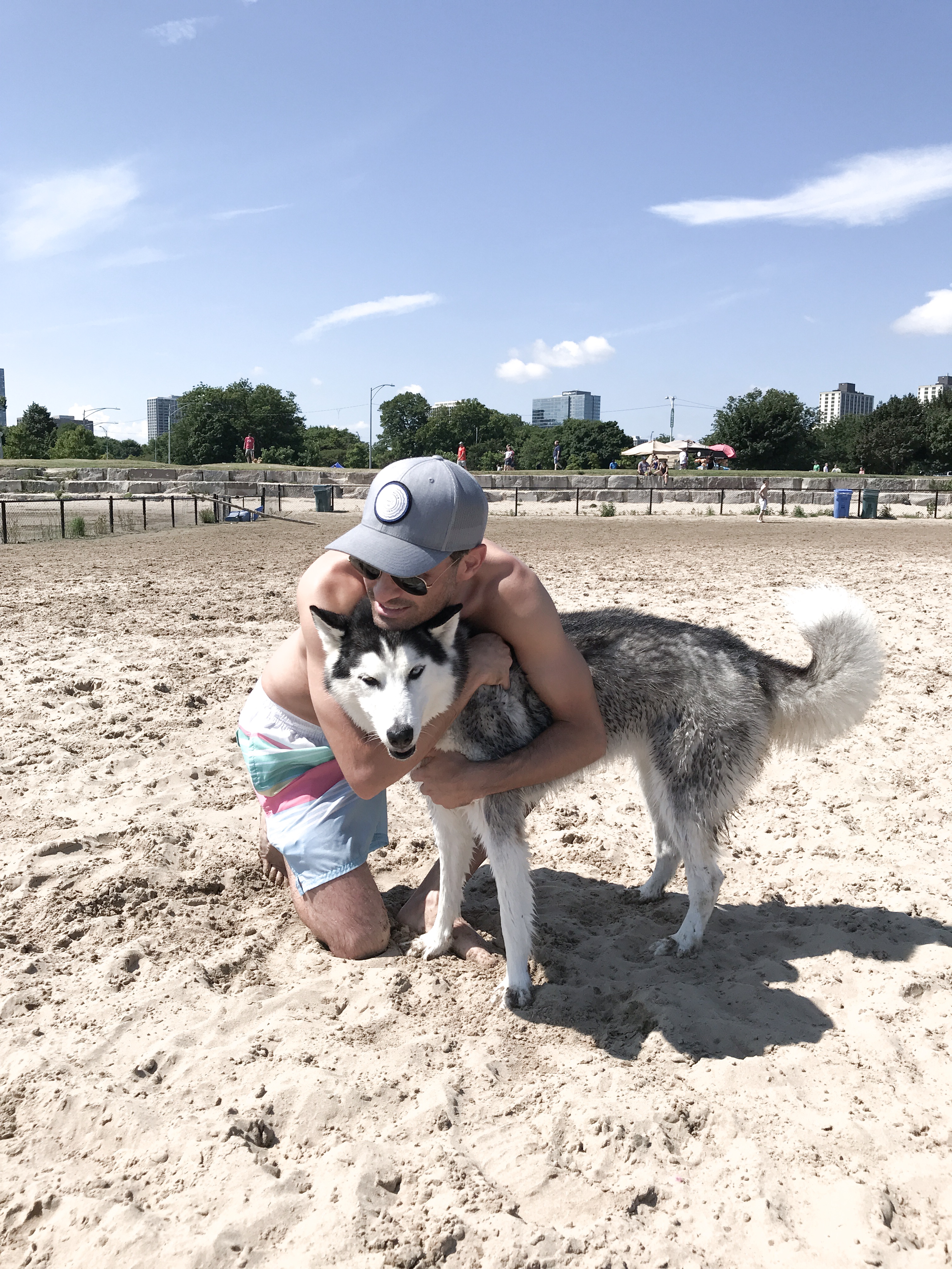 pomsky dog at dog beach