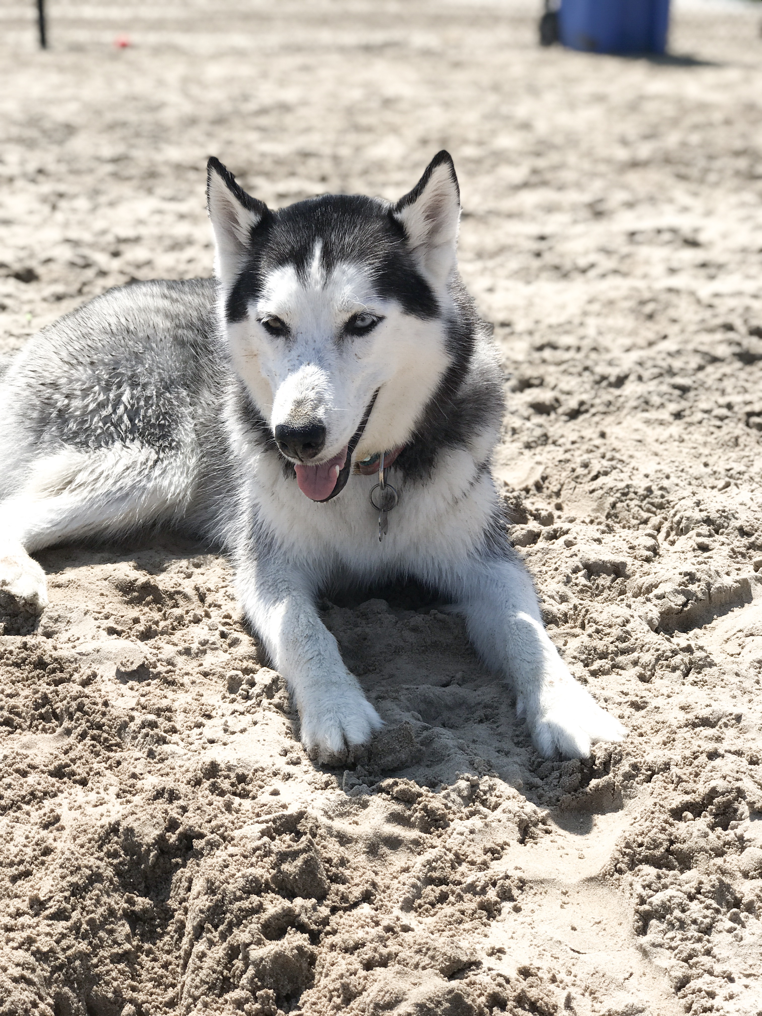 resting at the dog beach