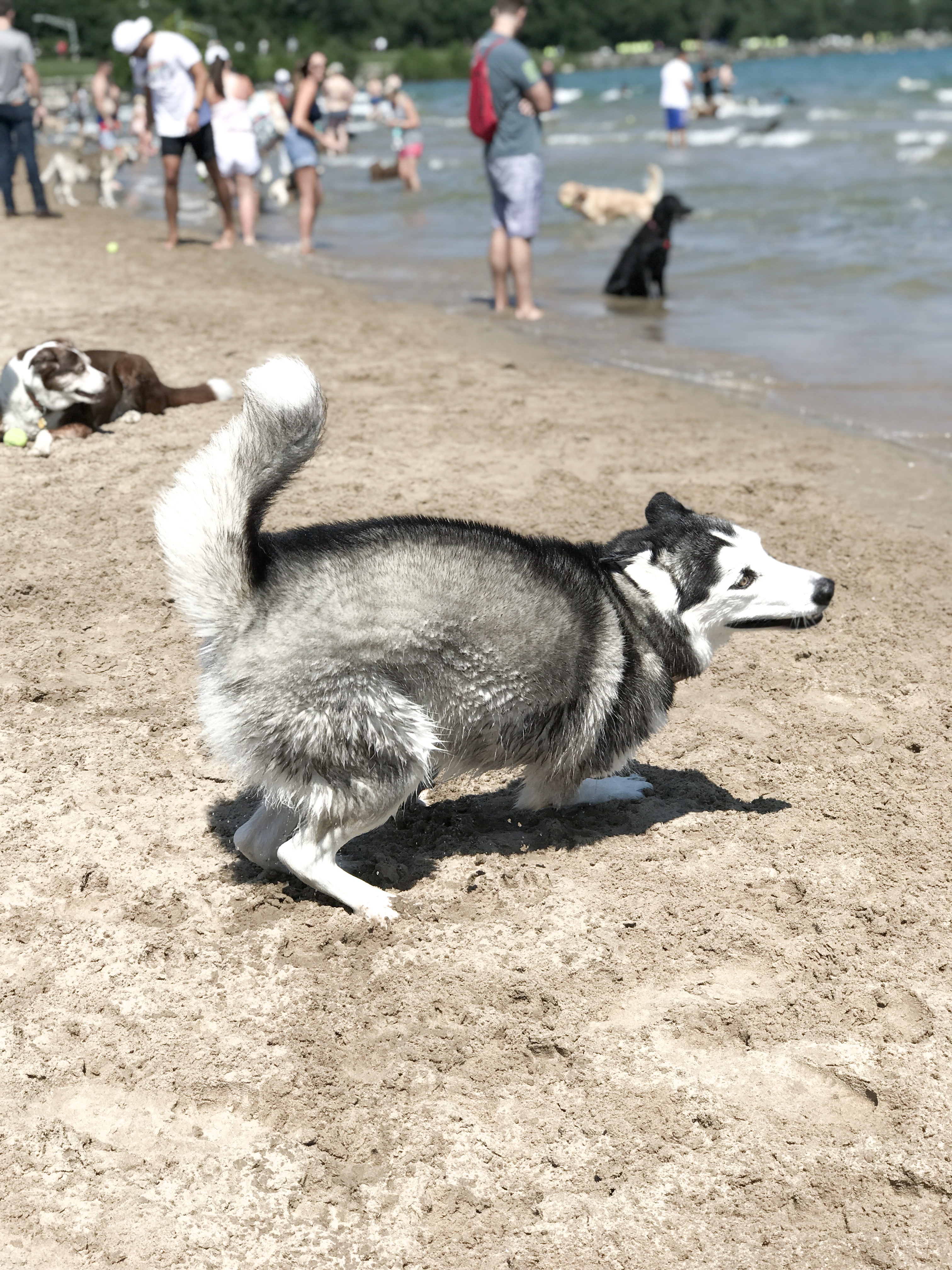 action shot at the dog beach