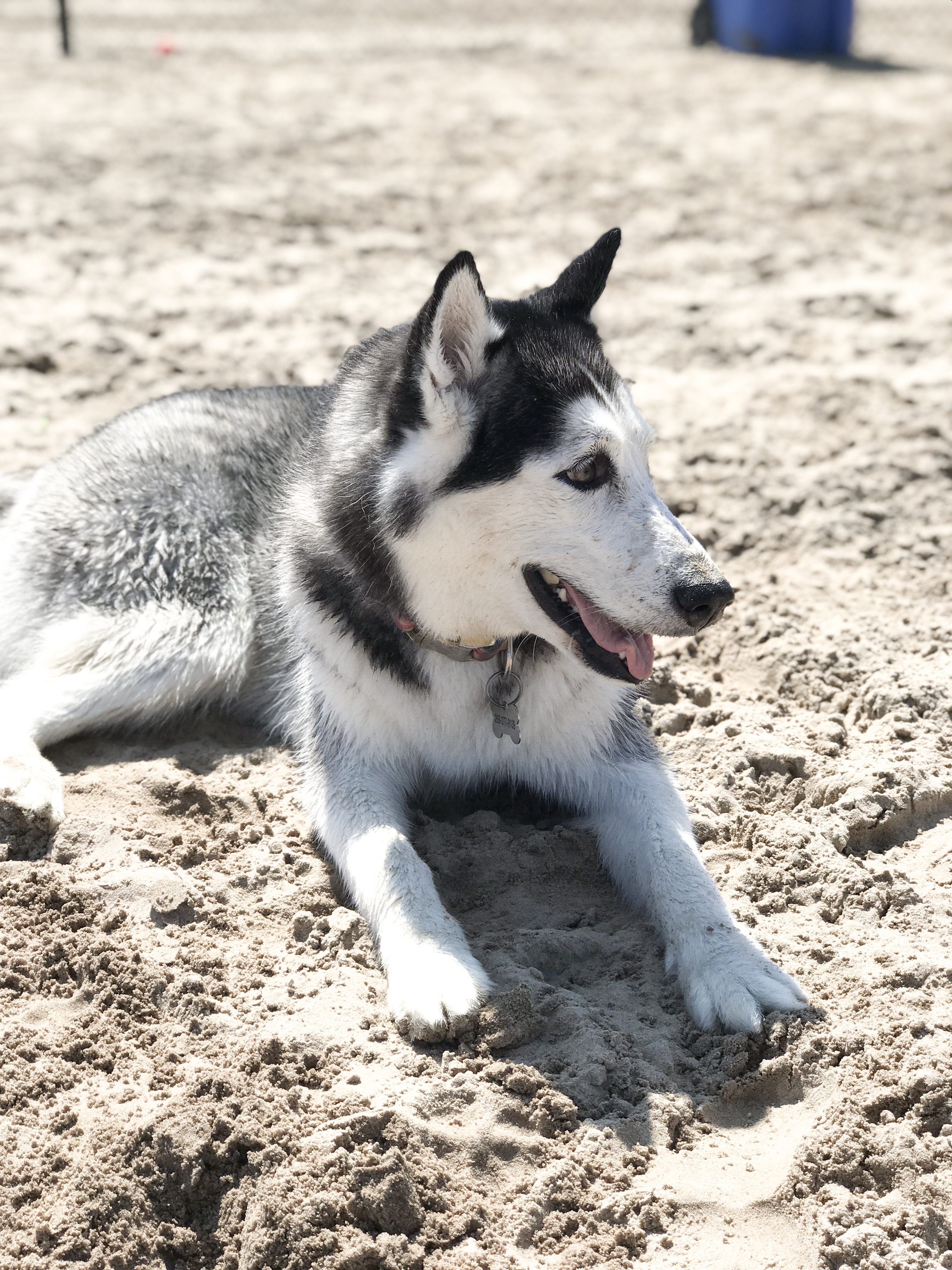 pomsky dog