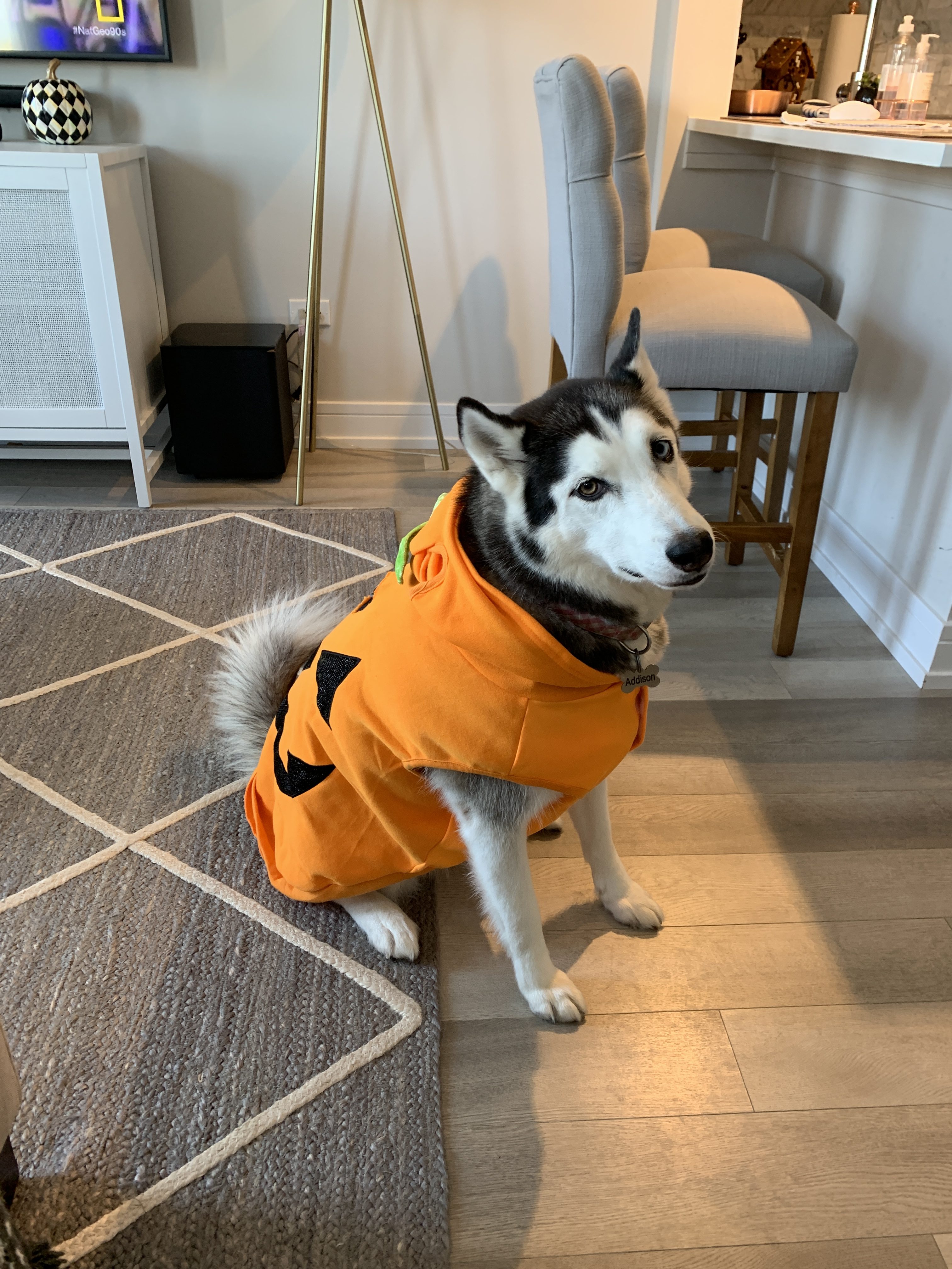 dog halloween costume