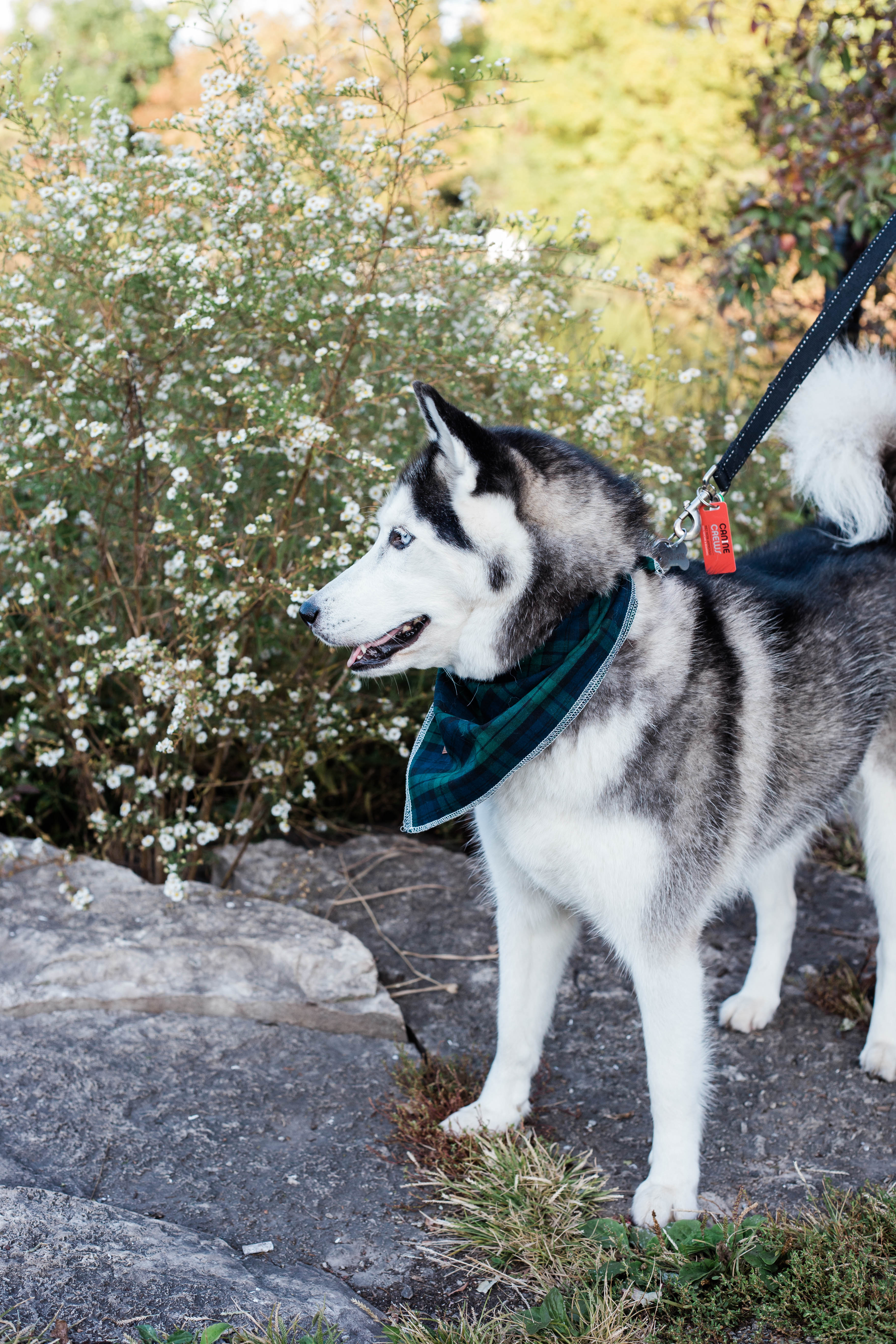 husky fall photos