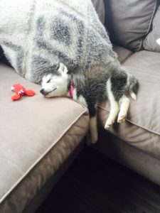 husky puppy