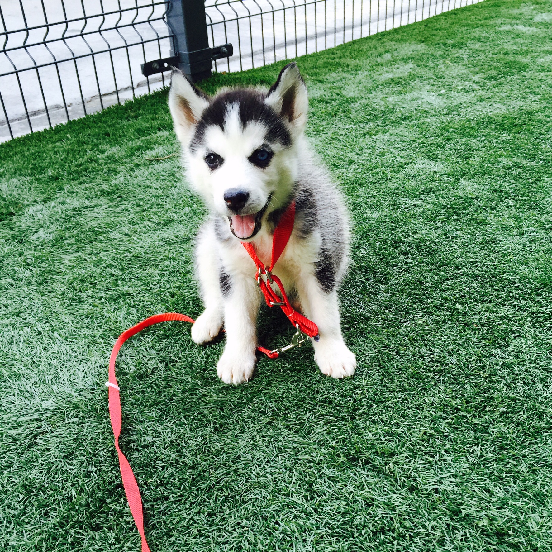 Husky puppy