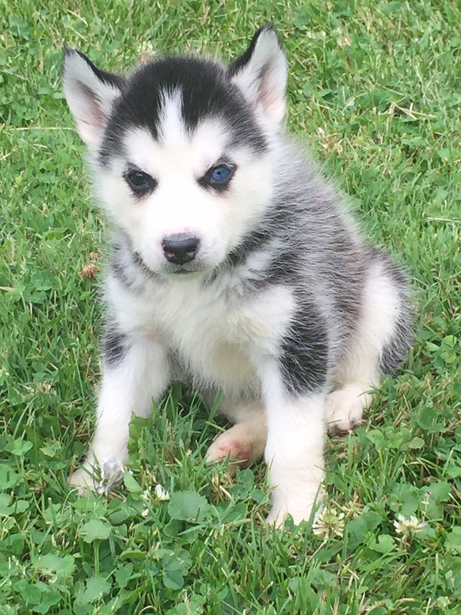 Husky puppy